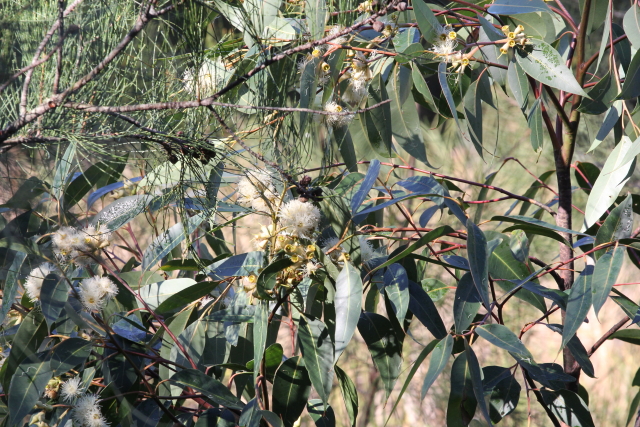 Eucalyptus robusta