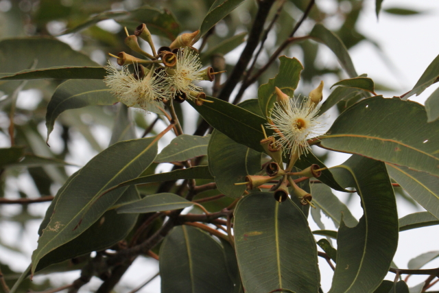 Eucalyptus robusta