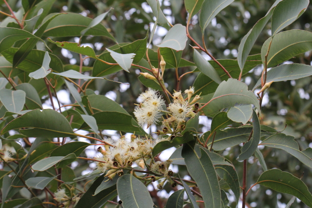 Eucalyptus robusta