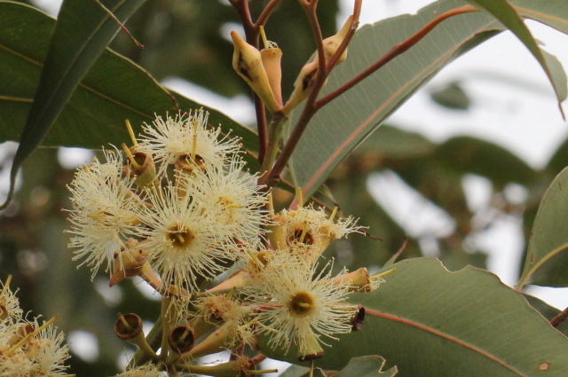 Eucalyptus robusta