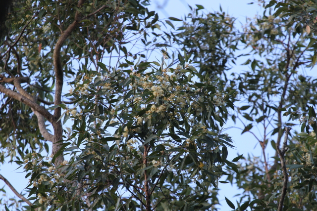 Eucalyptus robusta