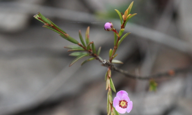 Euryomyrtus ramosissima