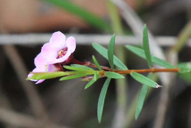 Euryomyrtus ramosissima