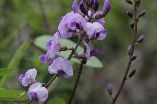 Glycine