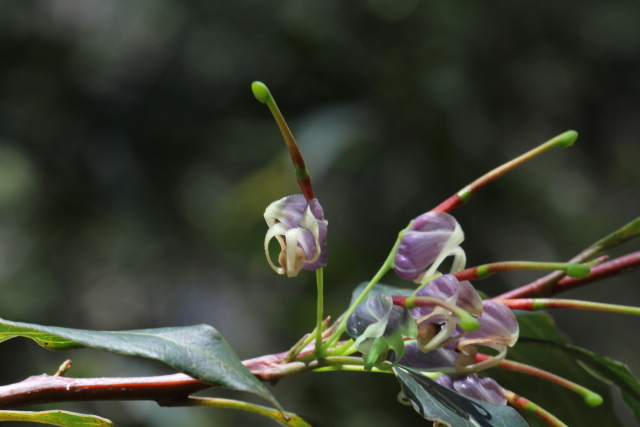 Grevillea shiressii