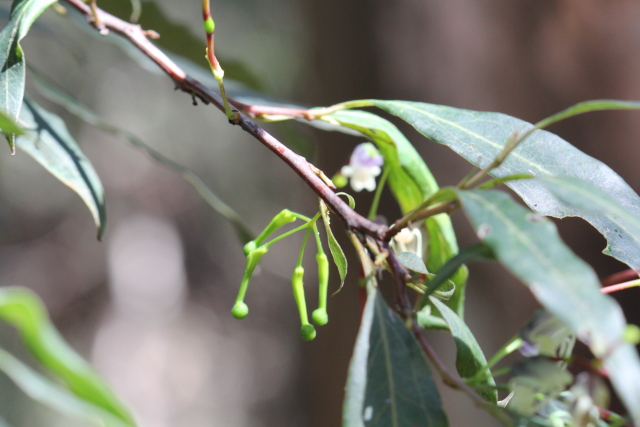 Grevillea shiressii
