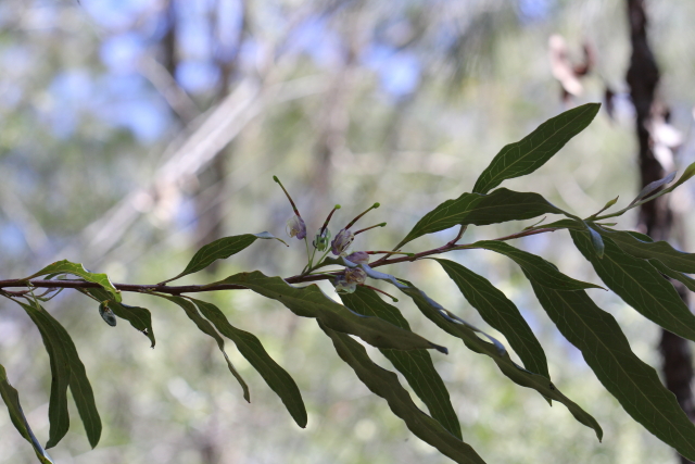 Grevillea shiressii