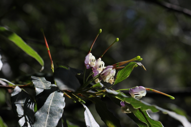 Grevillea shiressii