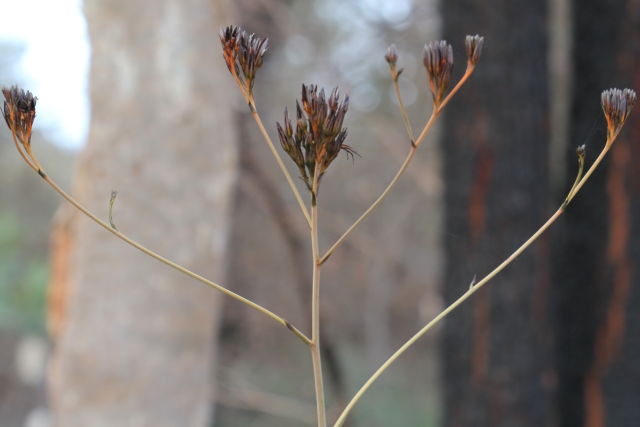 Haemodorum planifolium