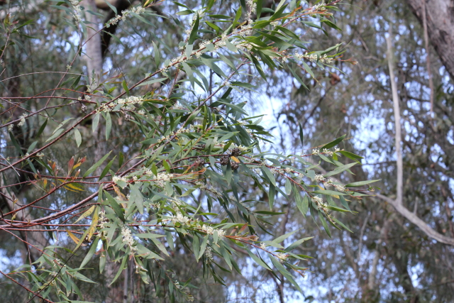 Hakea salicifolia