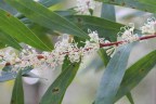 Hakea salicifolia