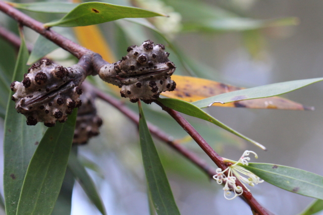 Hakea salicifolia