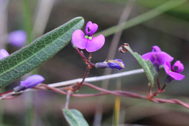 Hardenbergia violacea