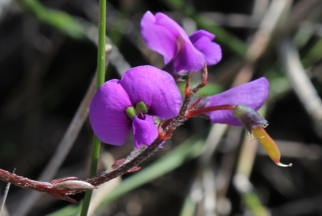 Hardenbergia violacea