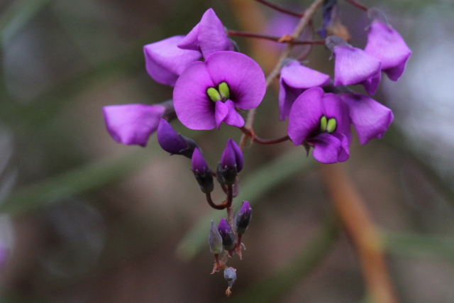 Hardenbergia violacea