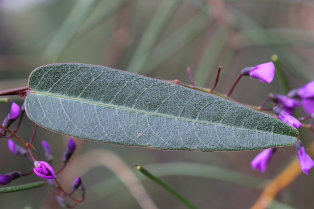 Hardenbergia violacea