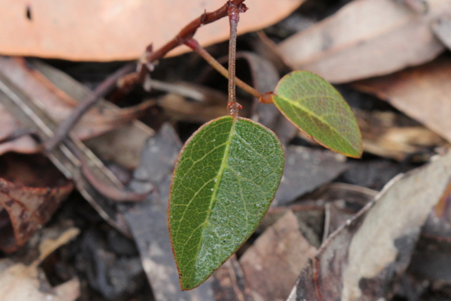 Hardenbergia violacea