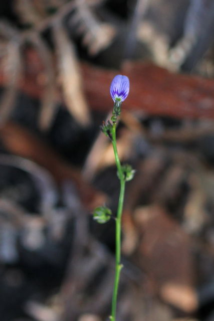 Hybanthus monopetalus