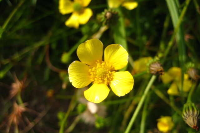 Hypericum gramineum