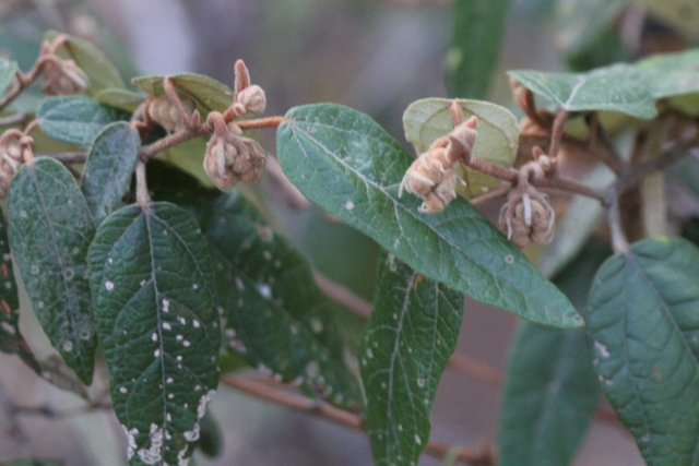 Lasiopetalum macrophyllum