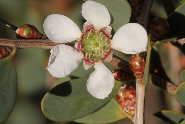 Leptospermum laevigatum