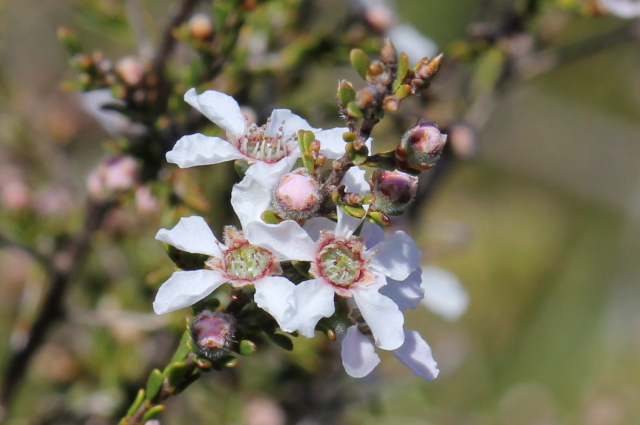 Leptospermum parvifolium