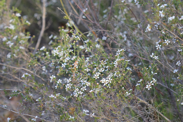 Leptospermum parvifolium
