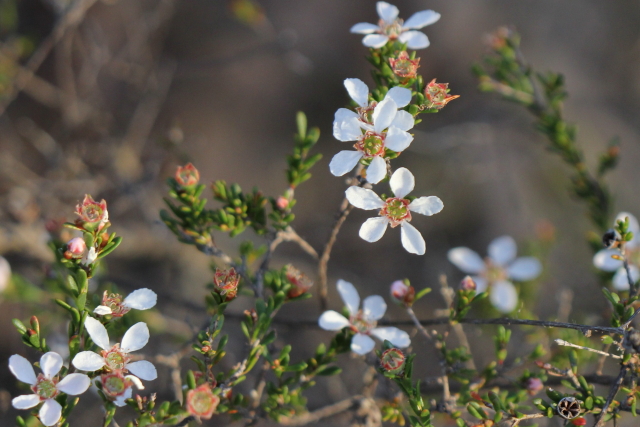 Leptospermum parvifolium