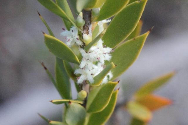 Leucopogon esquamatus