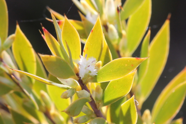 Leucopogon esquamatus