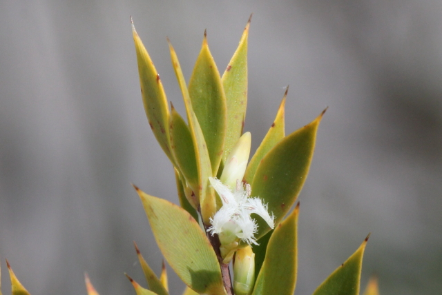 Leucopogon esquamatus