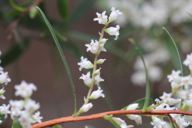 Leucopogon lanceolatus