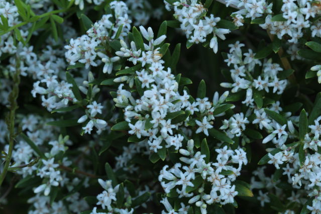 Leucopogon parviflorus