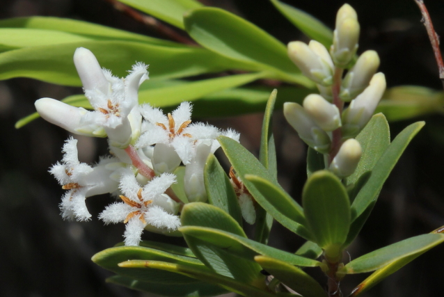 Leucopogon parviflorus