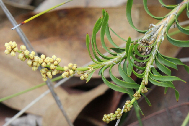 Lomandra obliqua