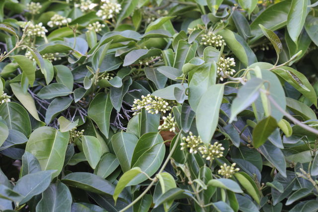 Marsdenia rostrata