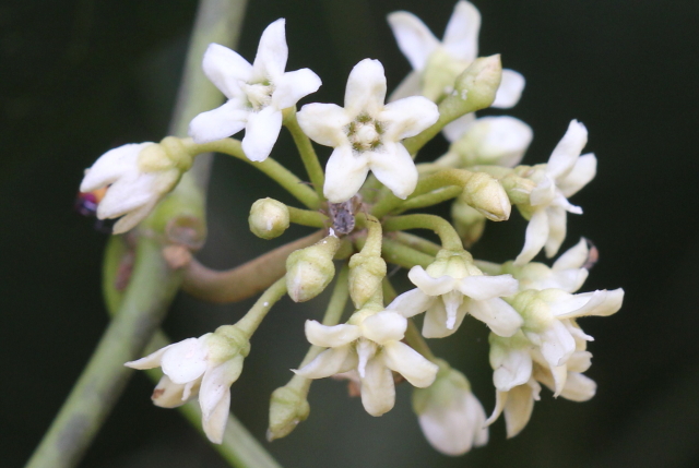 Marsdenia rostrata