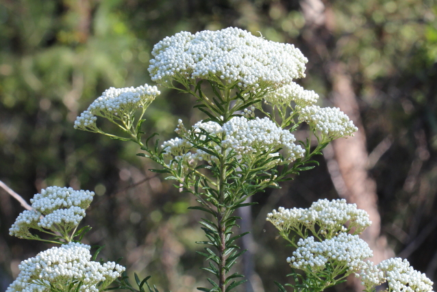 Ozothamnus diosmifolius