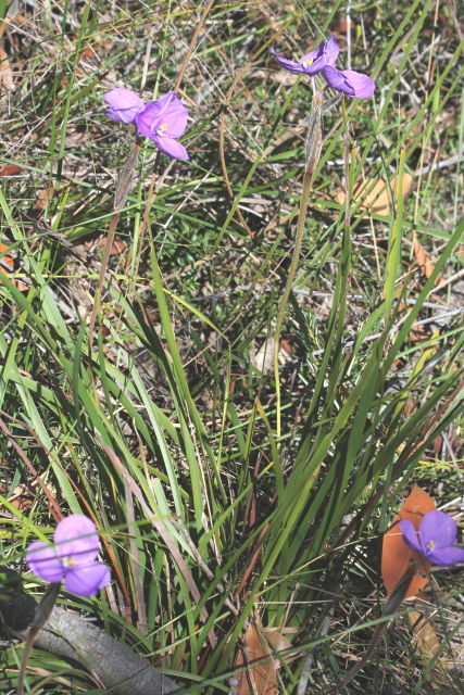 Patersonia sericea