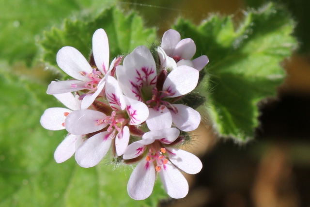 Pelargonium australe