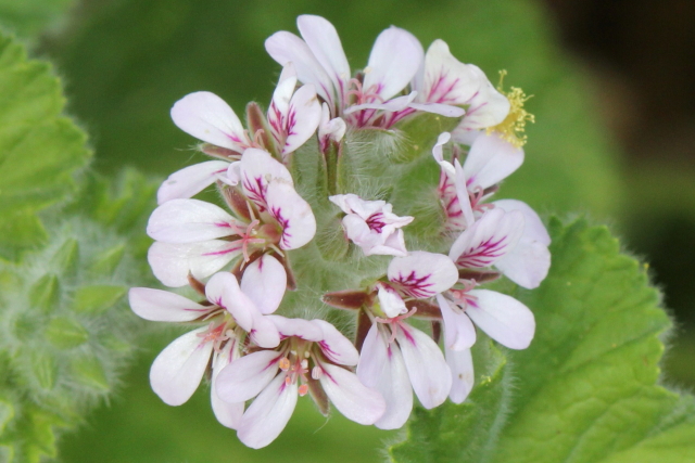 Pelargonium australe