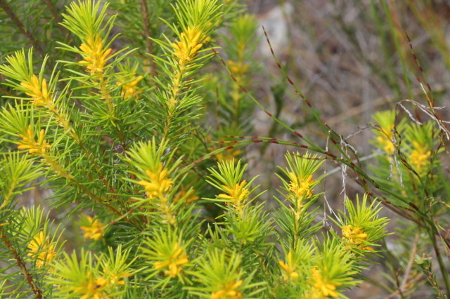 Persoonia isophylla