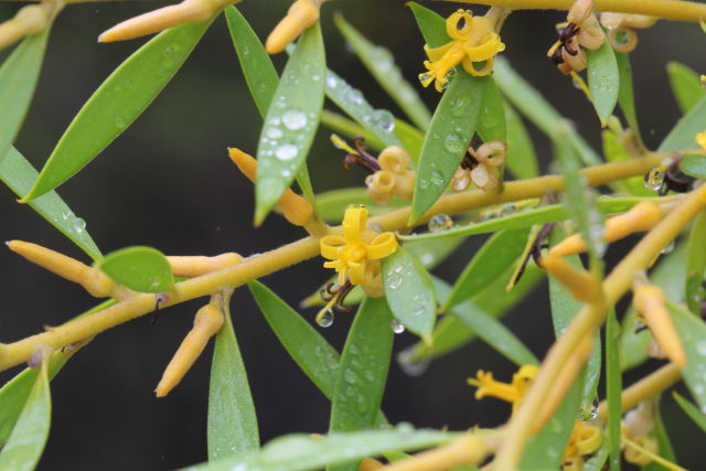 Persoonia lanceolata