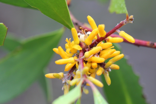Persoonia levis