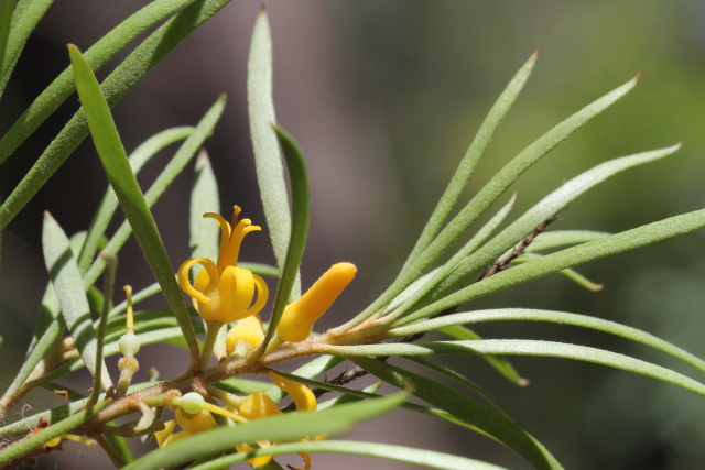 Persoonia linearis