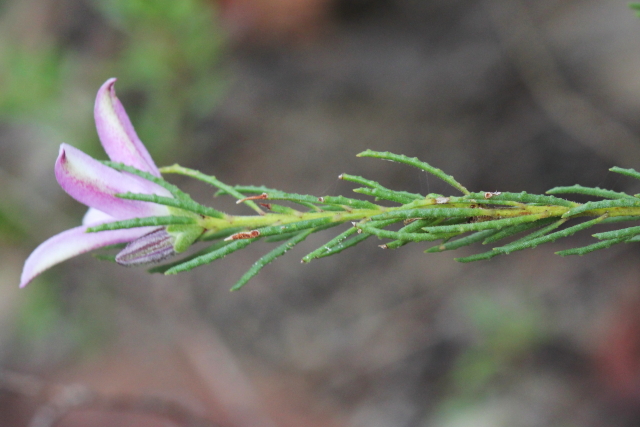 Philotheca salsolifolia