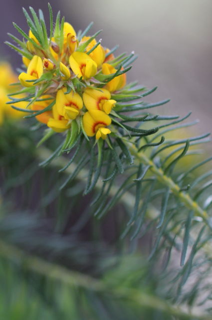 Phyllota grandiflora
