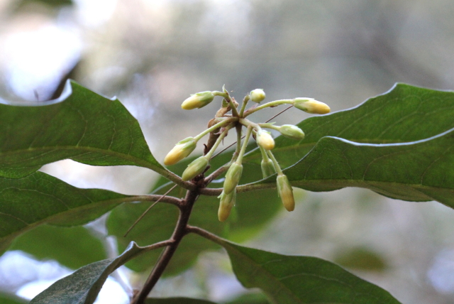Pittosporum revolutum