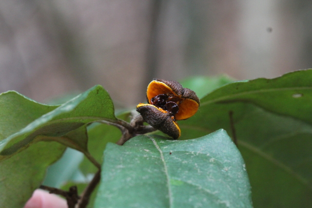 Pittosporum revolutum