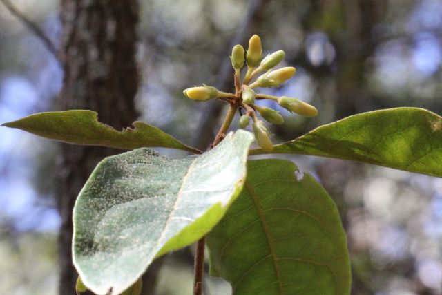 Pittosporum revolutum